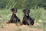 DOBERMANN 664